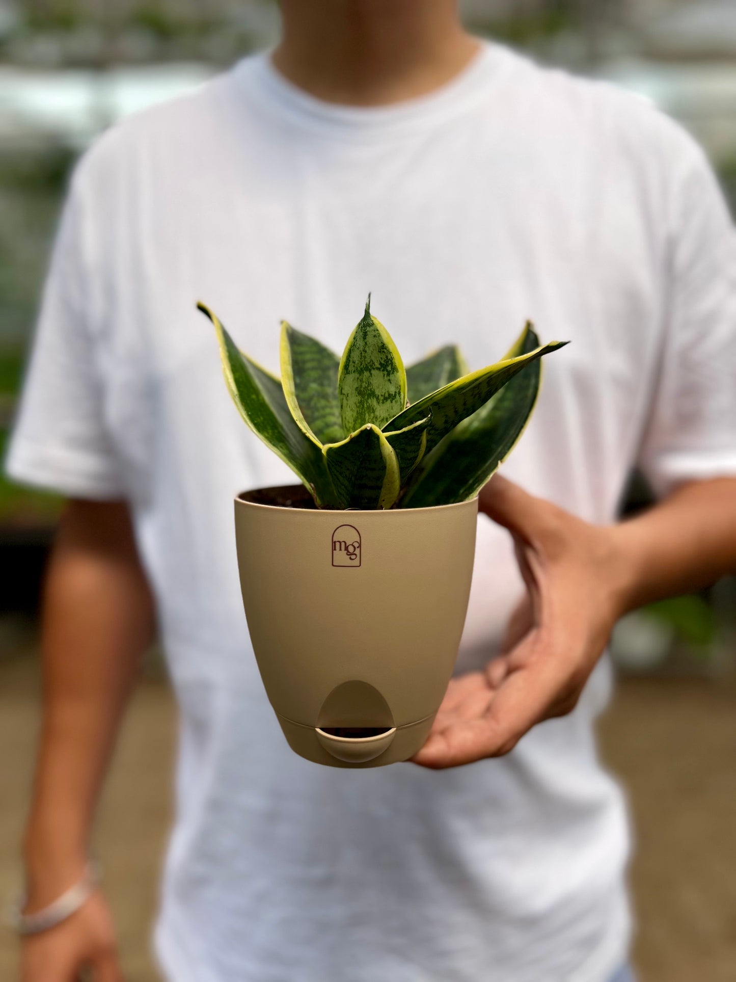 Snake Dwarf Plant / Hahnii