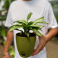 Calathea Viatta