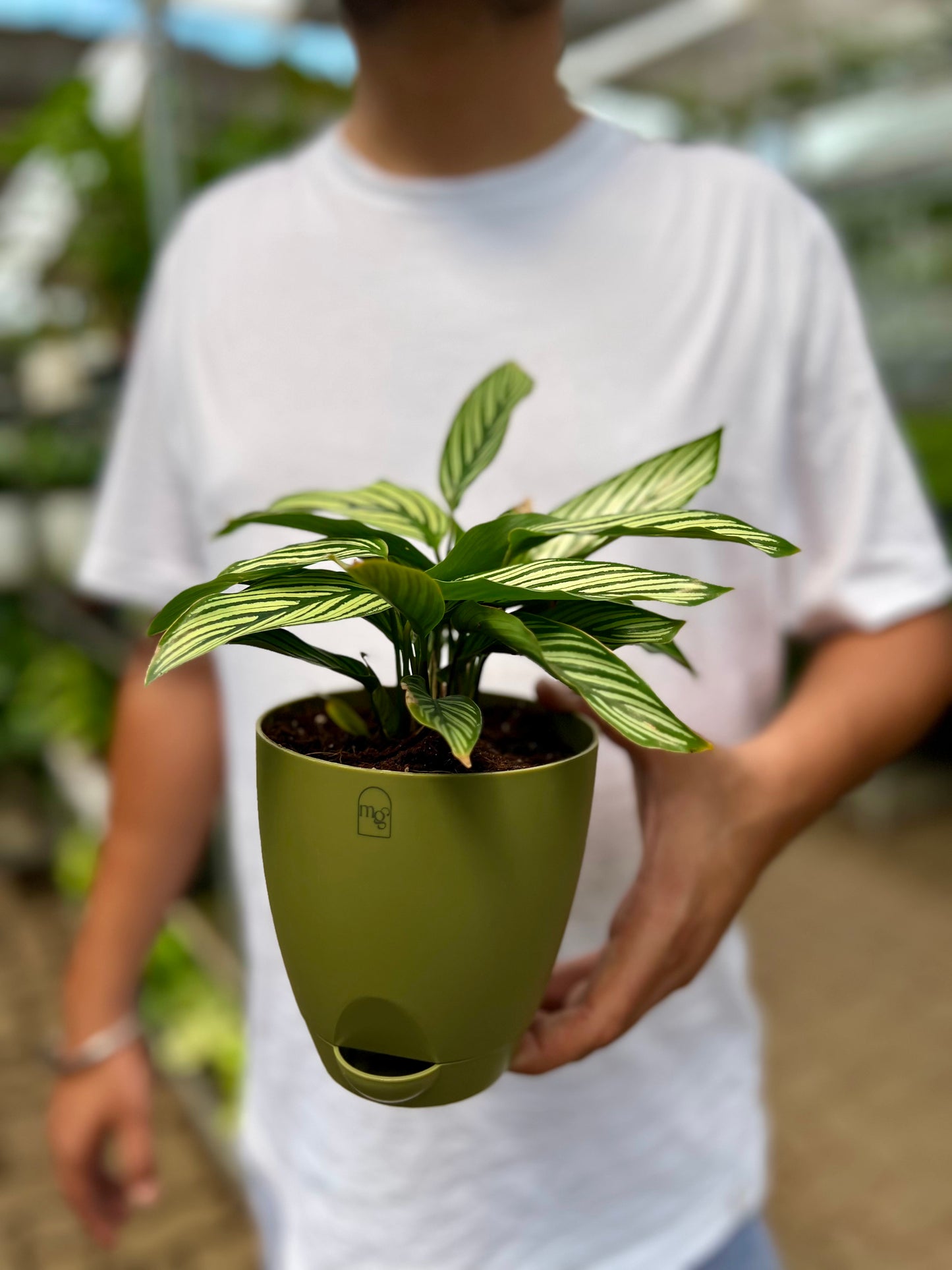 Calathea Viatta
