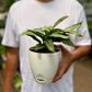 Calathea Viatta