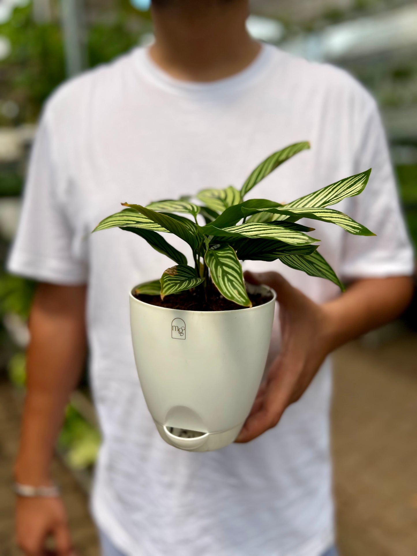 Calathea Viatta