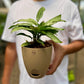 Calathea Viatta