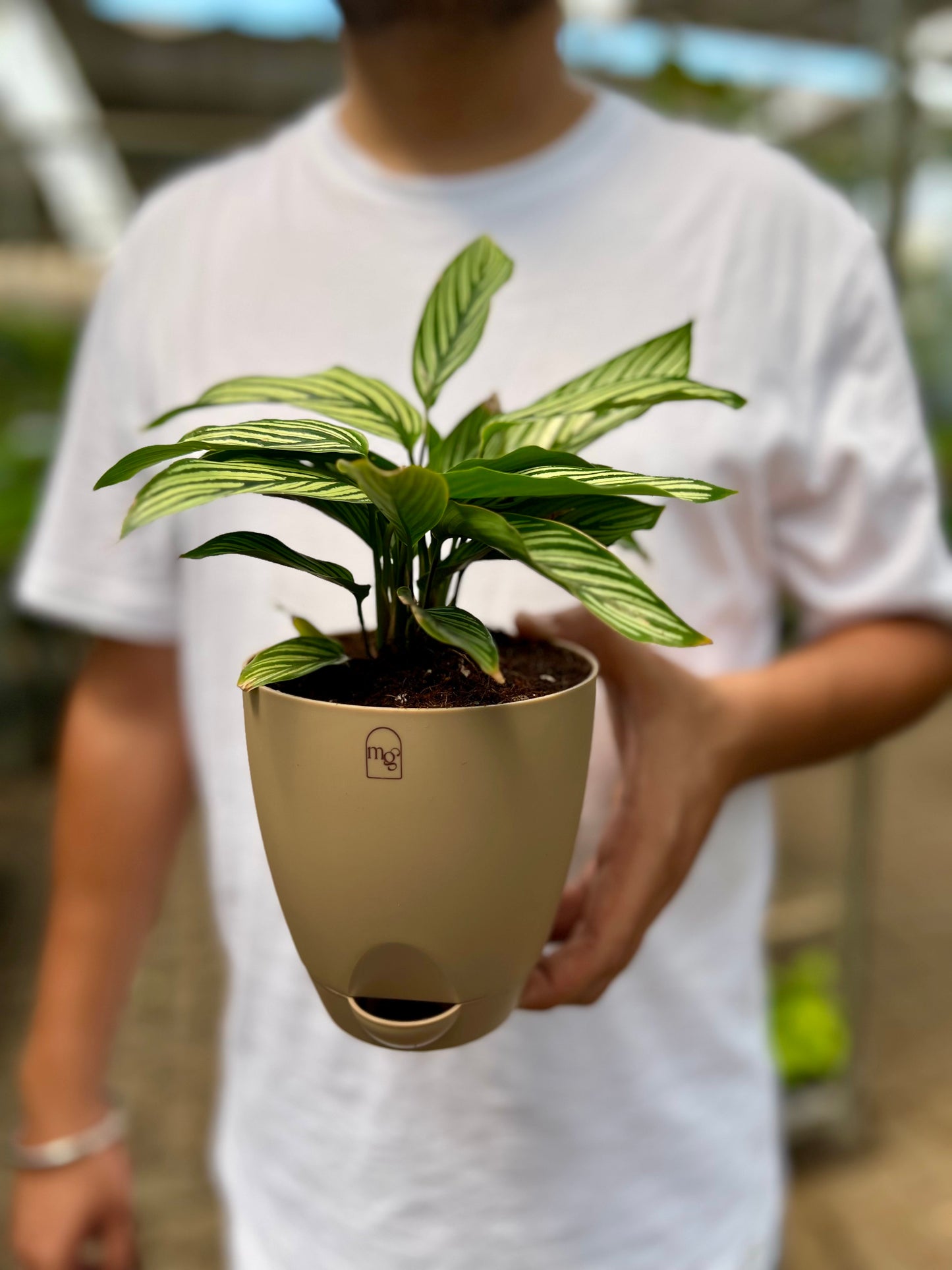 Calathea Viatta