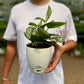 Satin Pothos