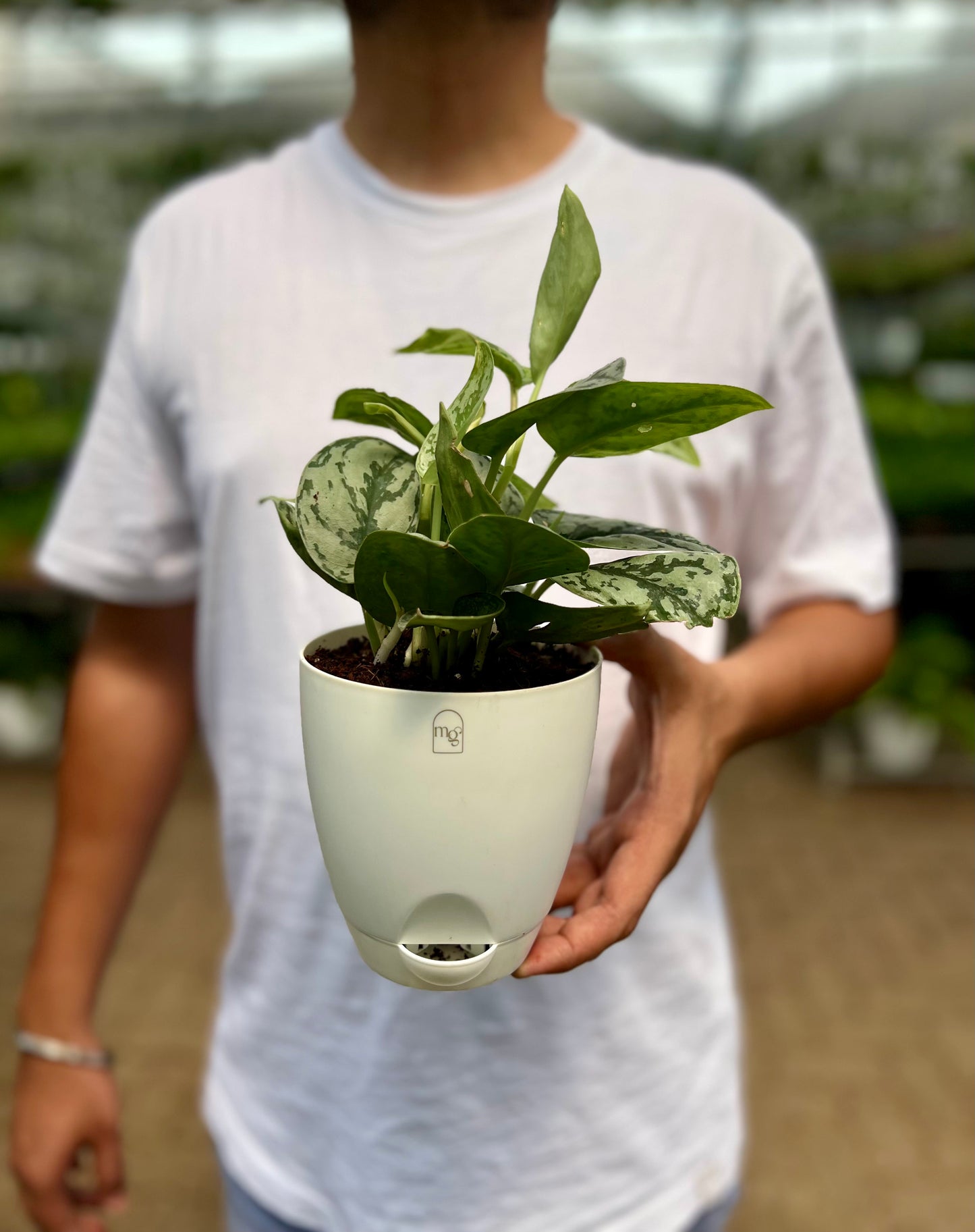 Satin Pothos