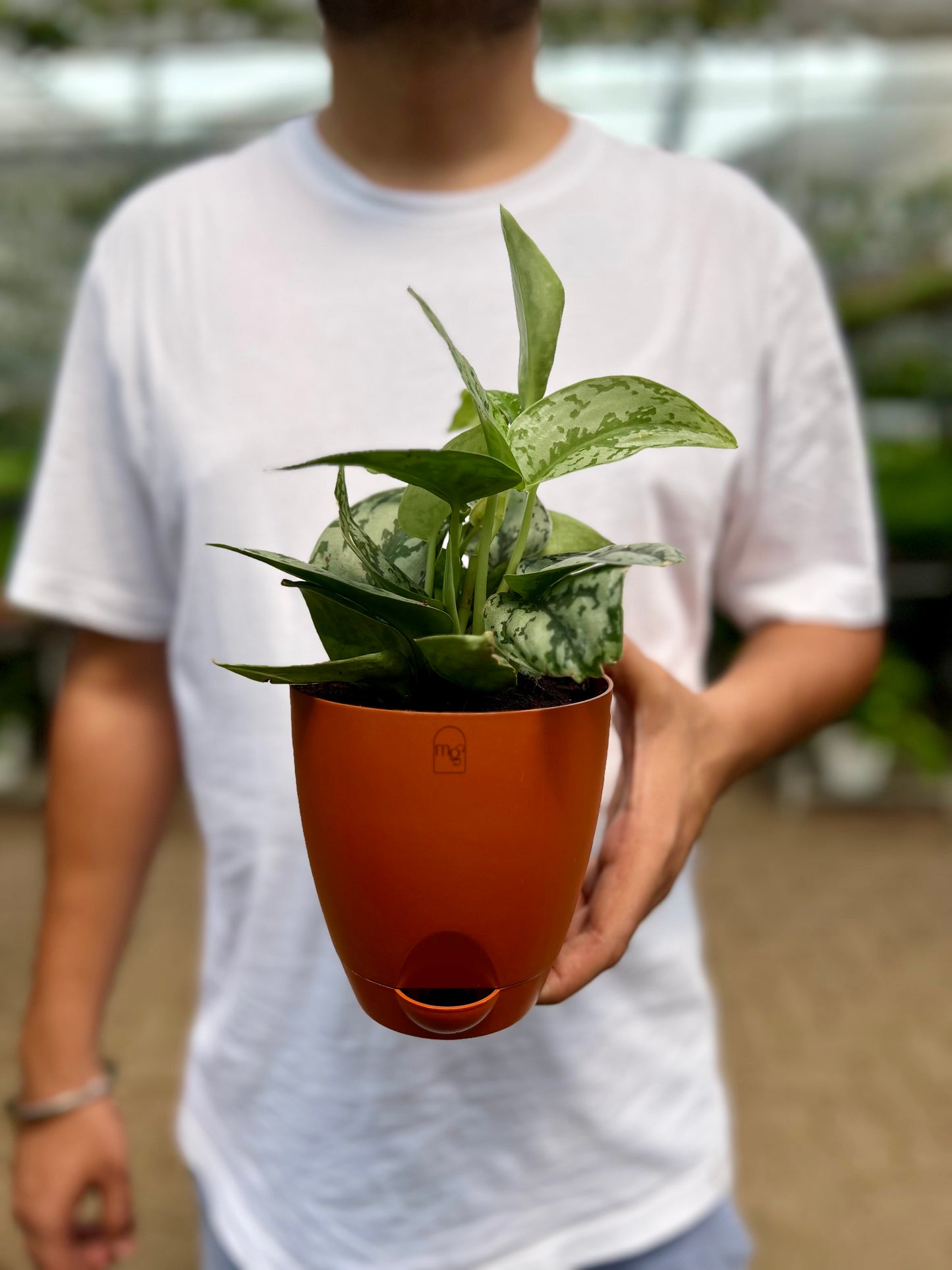 Satin Pothos