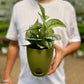 Satin Pothos