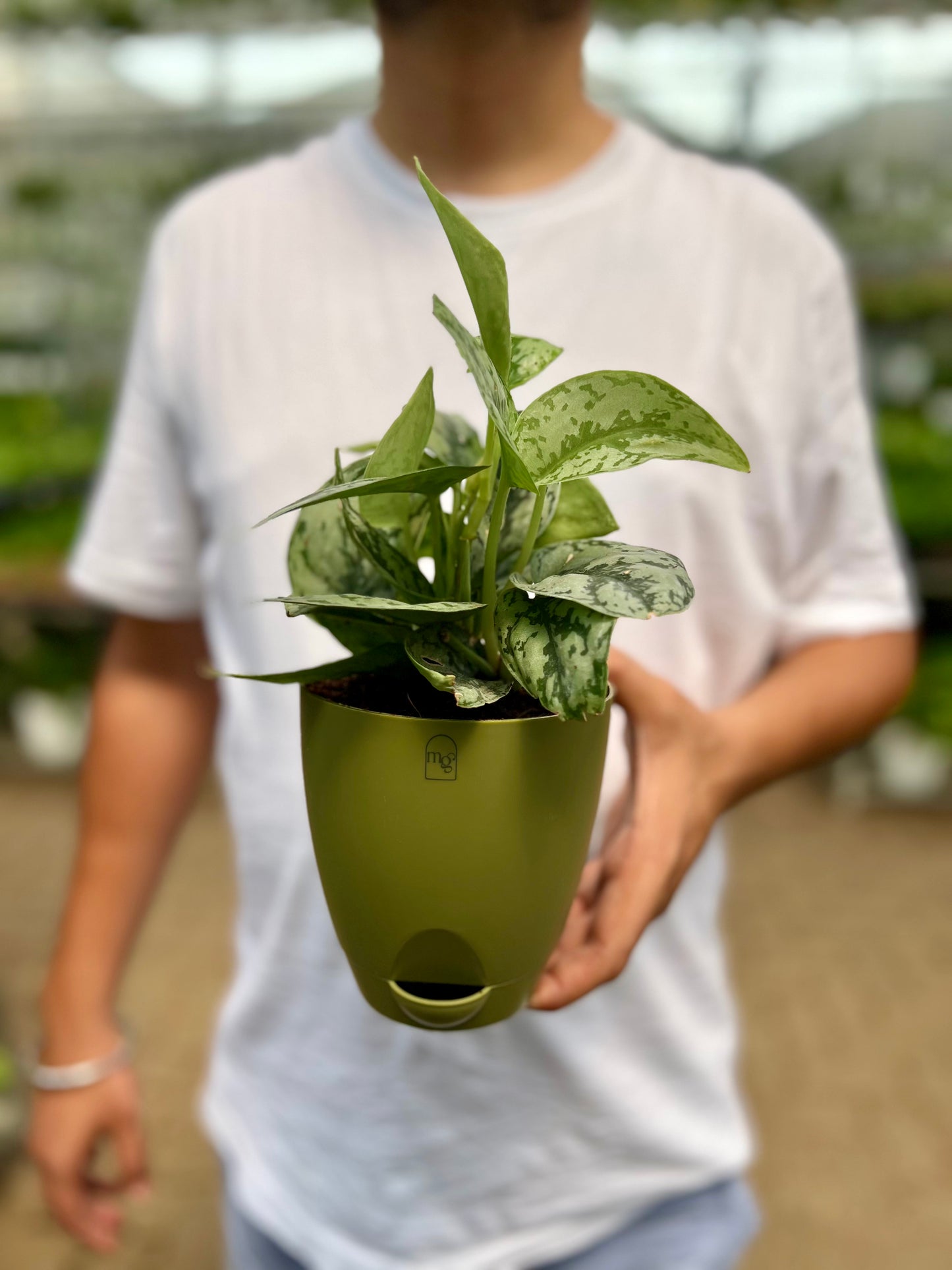 Satin Pothos