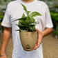 Satin Pothos