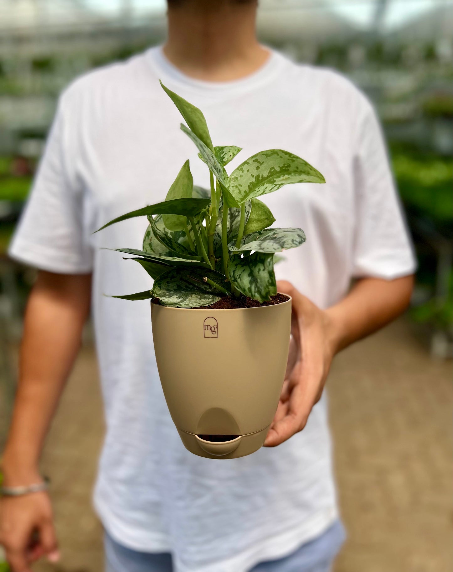 Satin Pothos