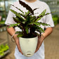 Calathea Furry Feather
