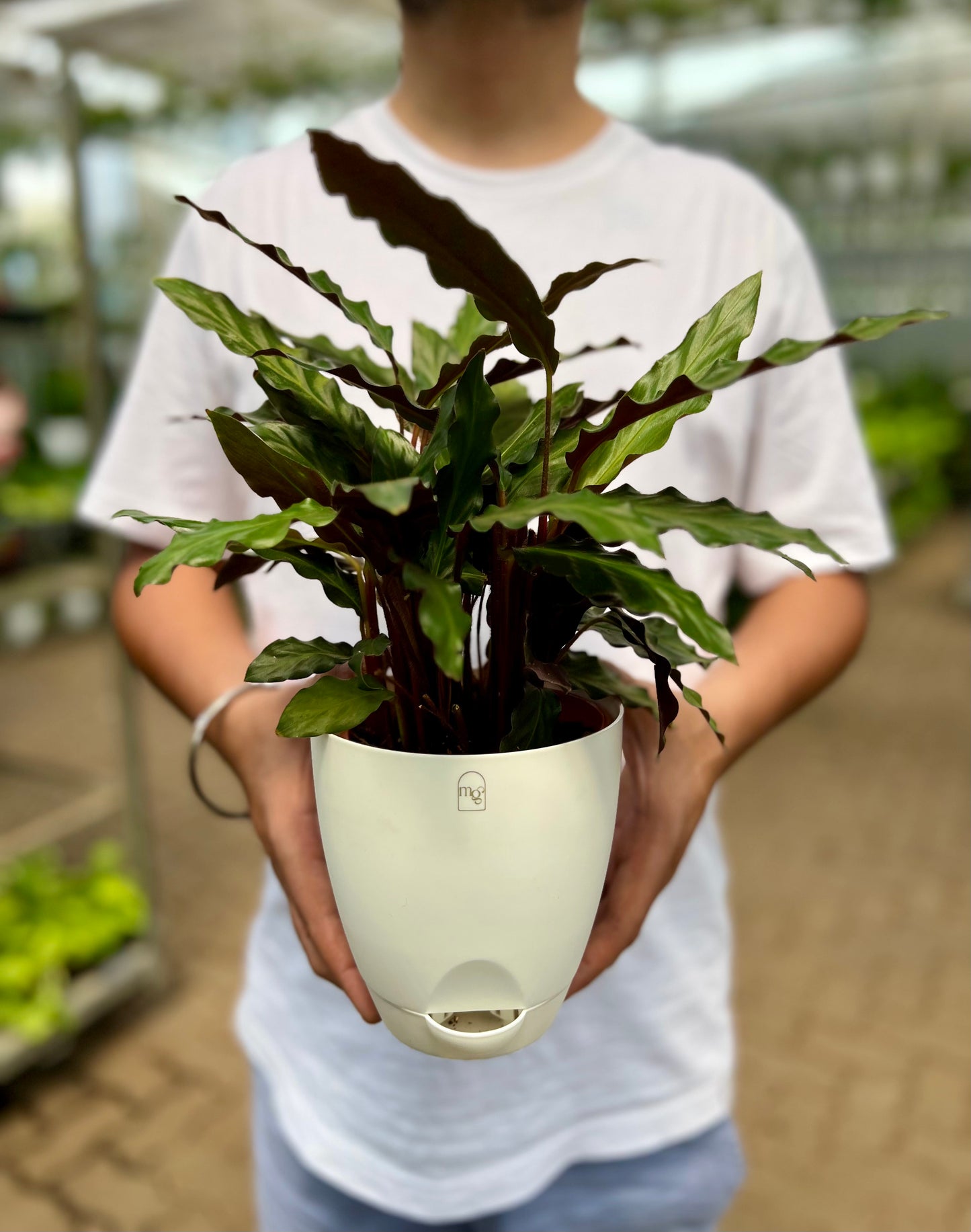 Calathea Furry Feather