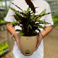 Calathea Furry Feather
