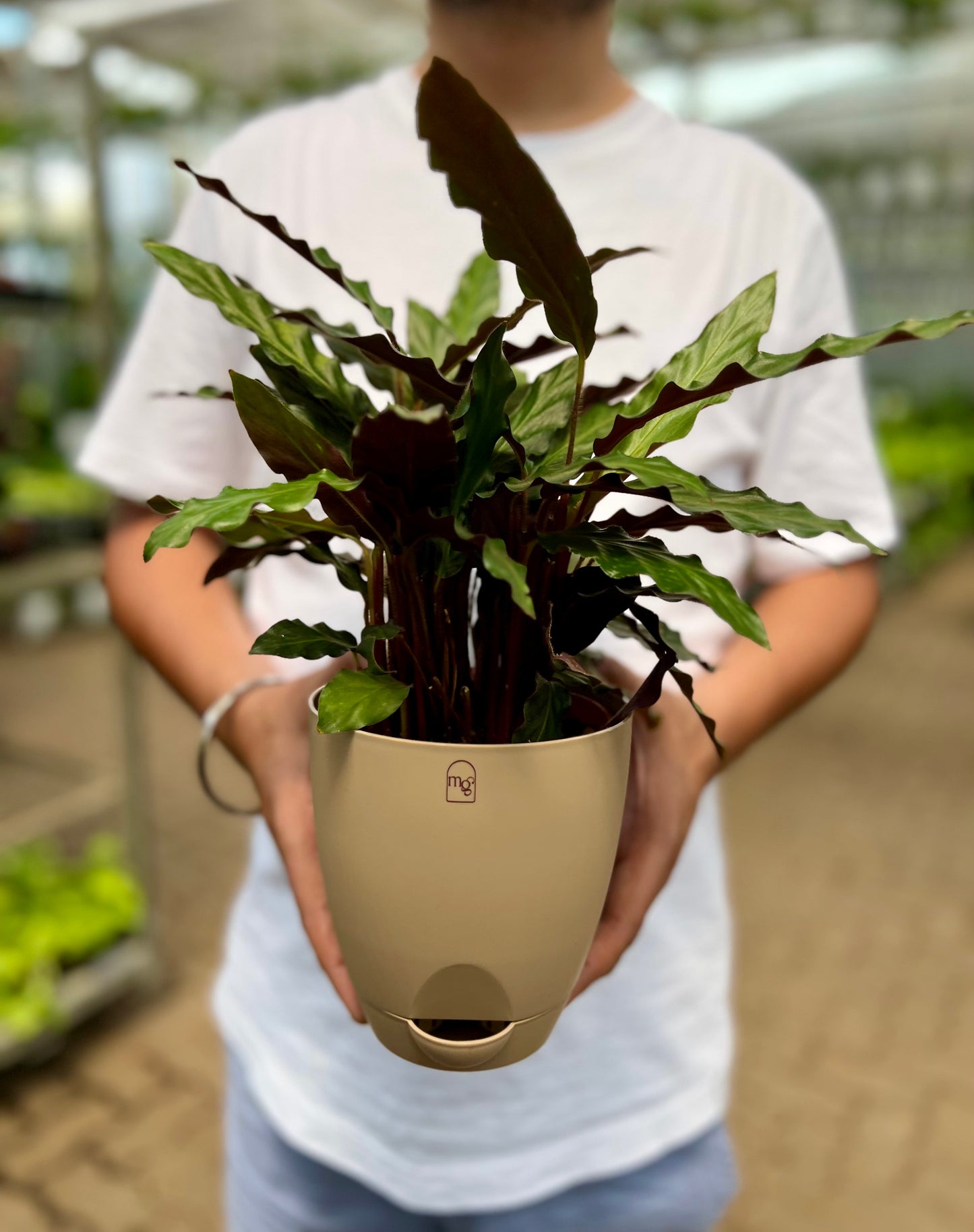 Calathea Furry Feather