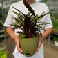 Calathea Furry Feather