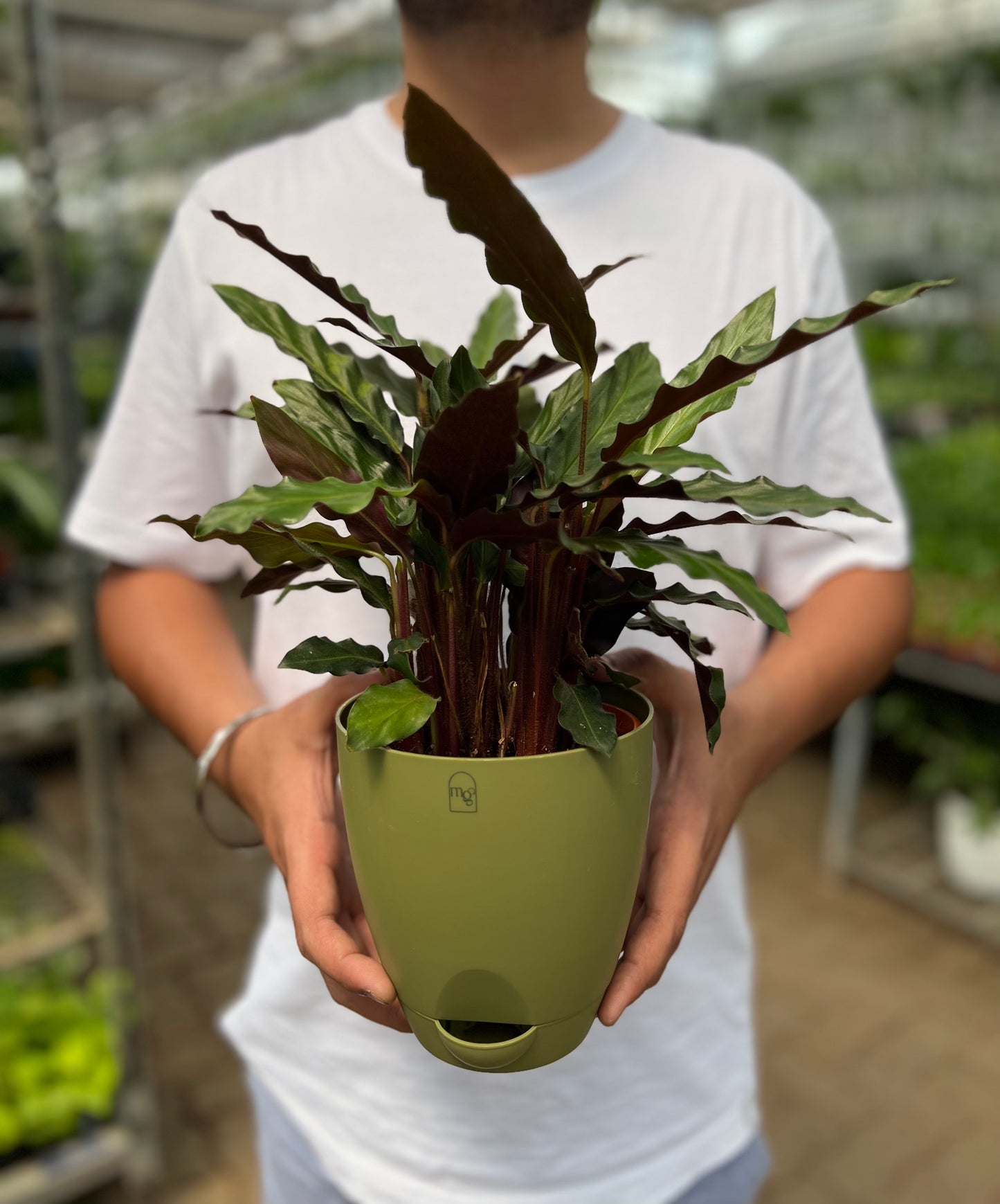 Calathea Furry Feather
