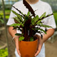Calathea Furry Feather