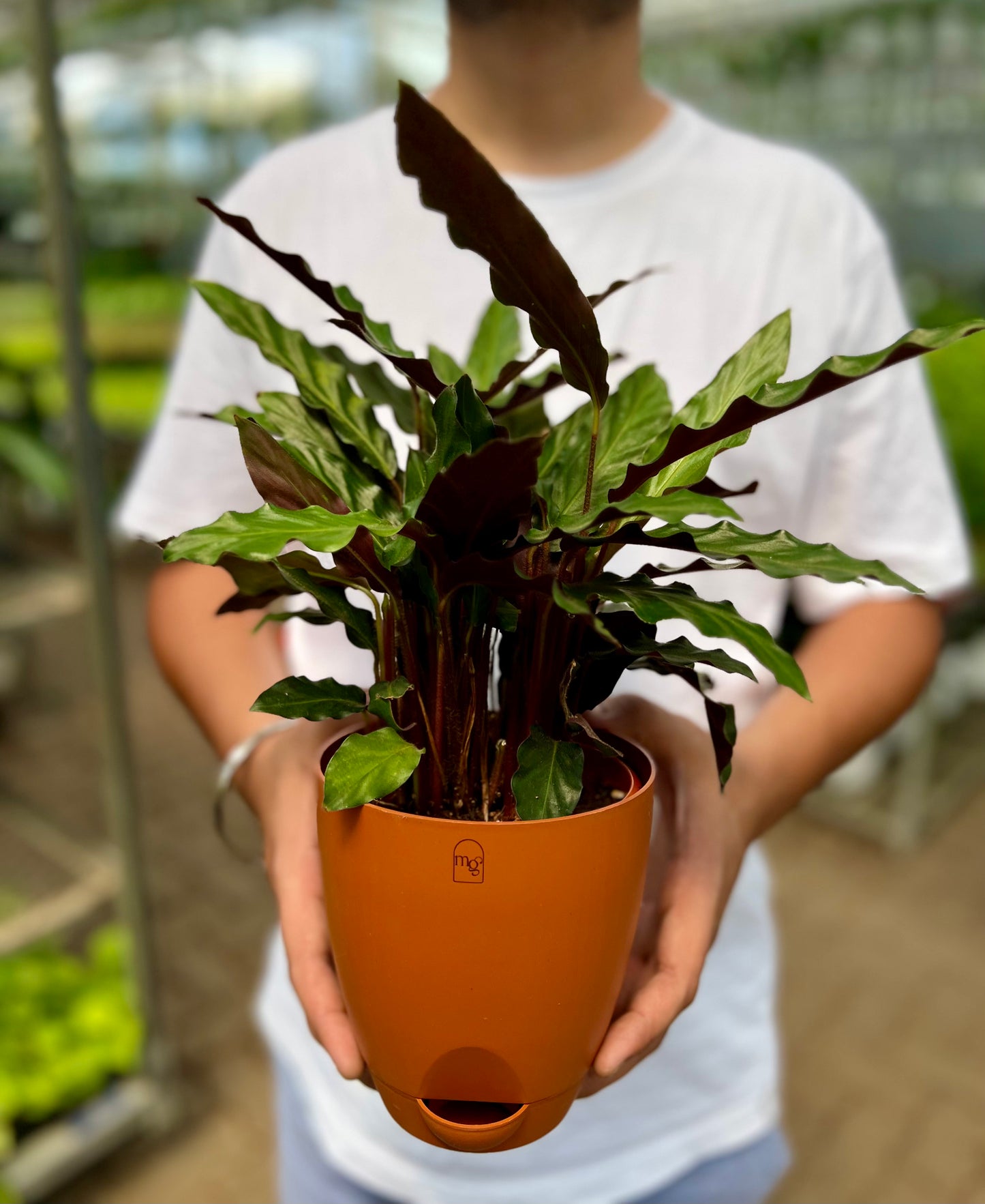 Calathea Furry Feather
