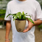 Birds nest fern (Crispy Wave)