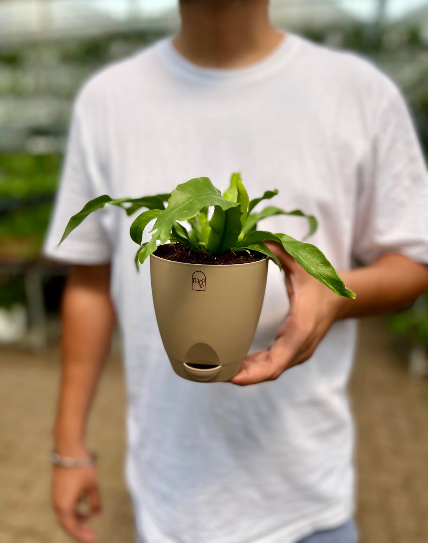 Birds nest fern (Crispy Wave)