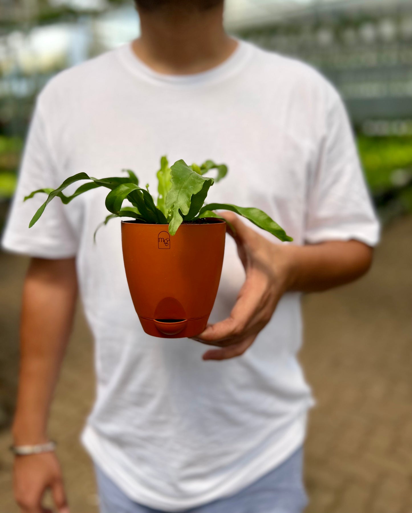 Birds nest fern (Crispy Wave)