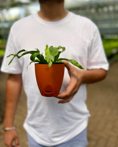 Birds nest fern (Crispy Wave)