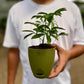Schefflera Green