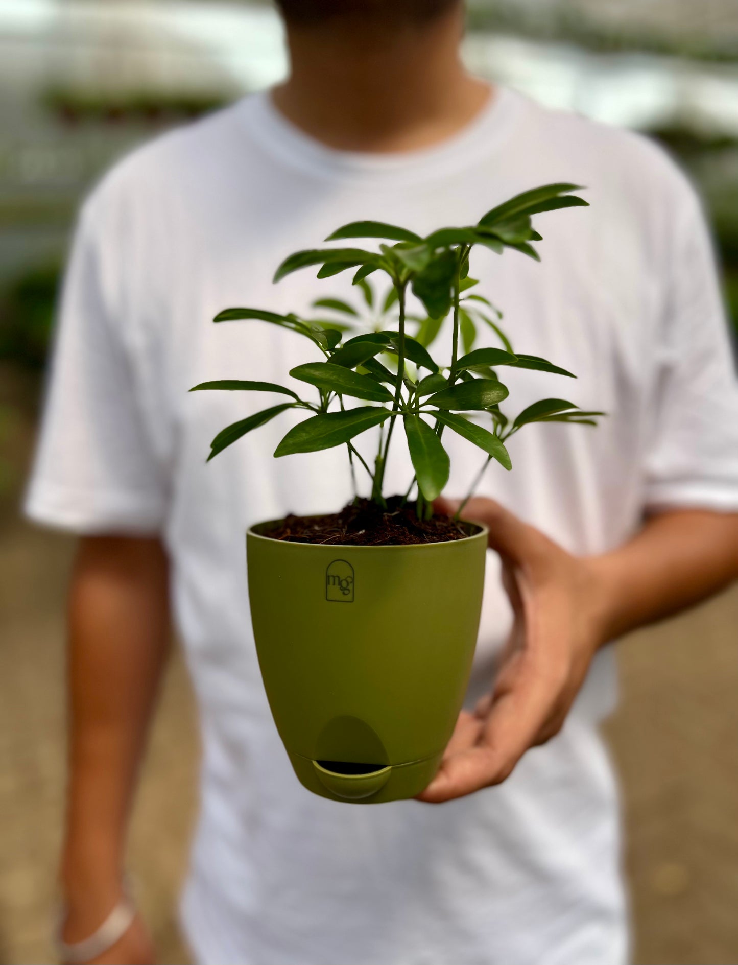 Schefflera Green