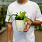 Birds nest fern (Crispy Wave)