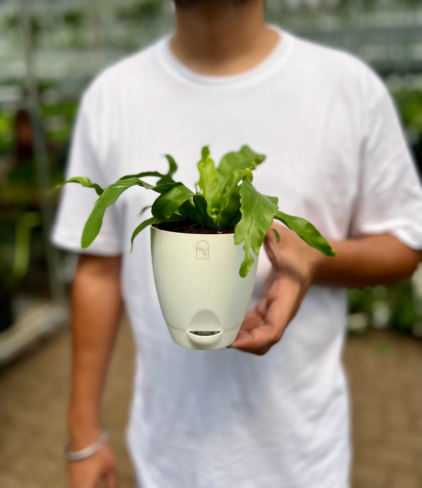 Birds nest fern (Crispy Wave)