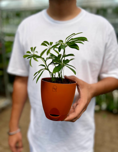 Schefflera Green
