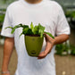 Birds nest fern (Crispy Wave)