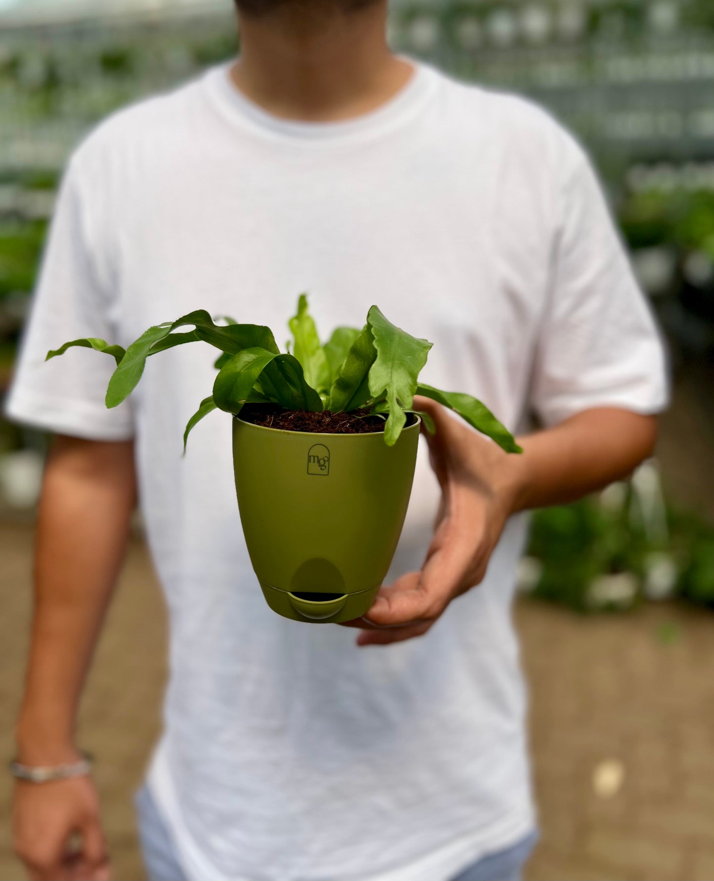 Birds nest fern (Crispy Wave)