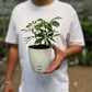 Schefflera Green