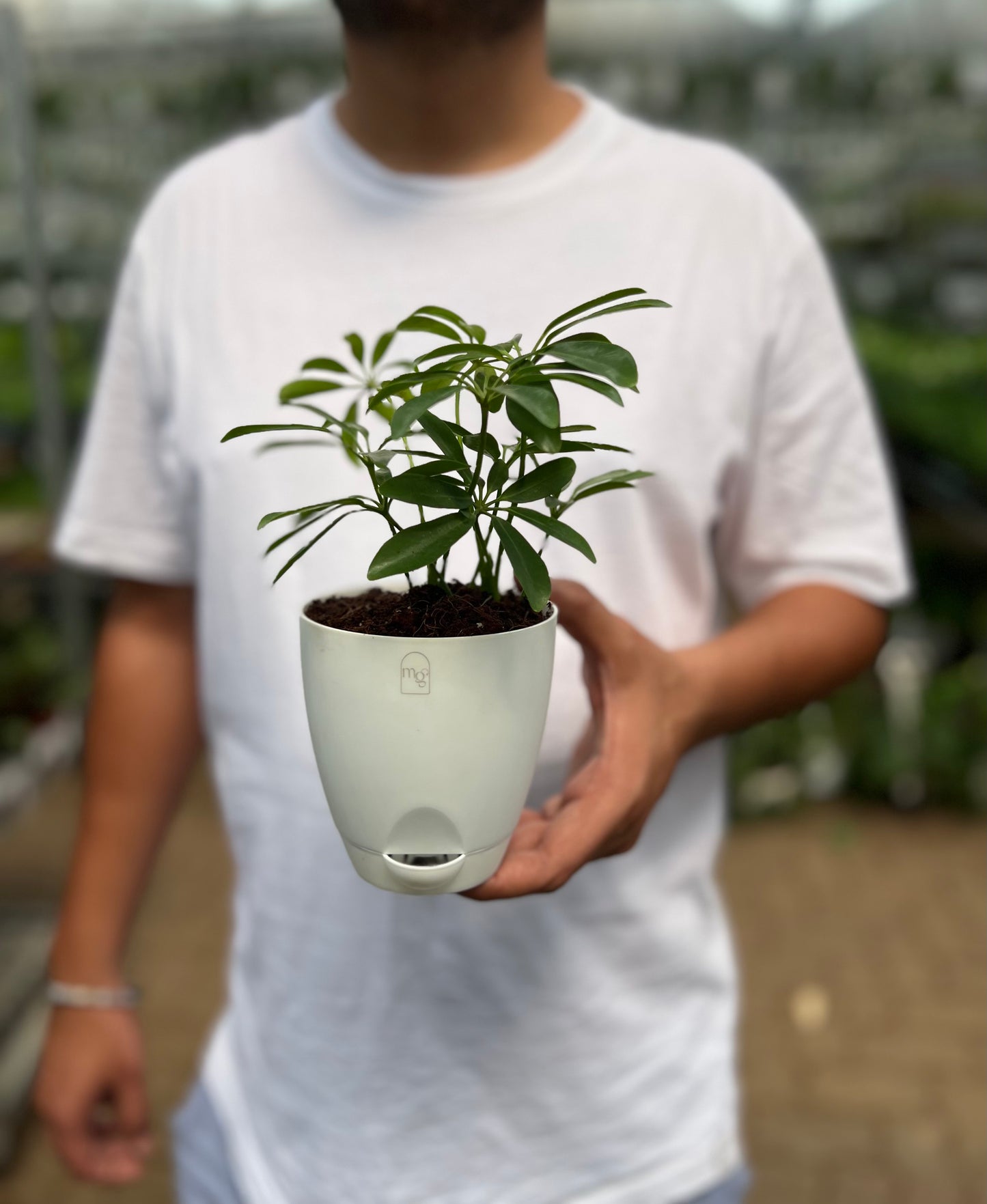 Schefflera Green