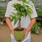 Money Tree
