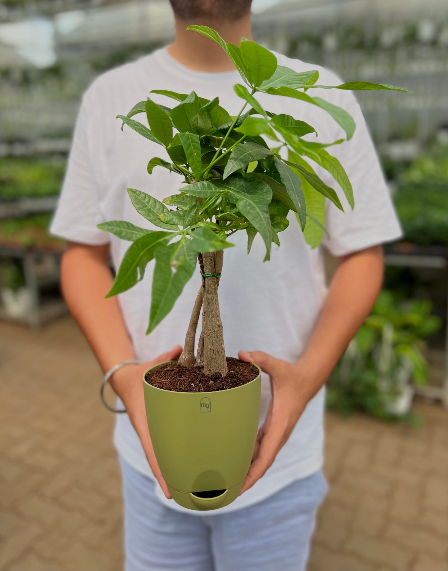 Money Tree