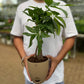 Money Tree
