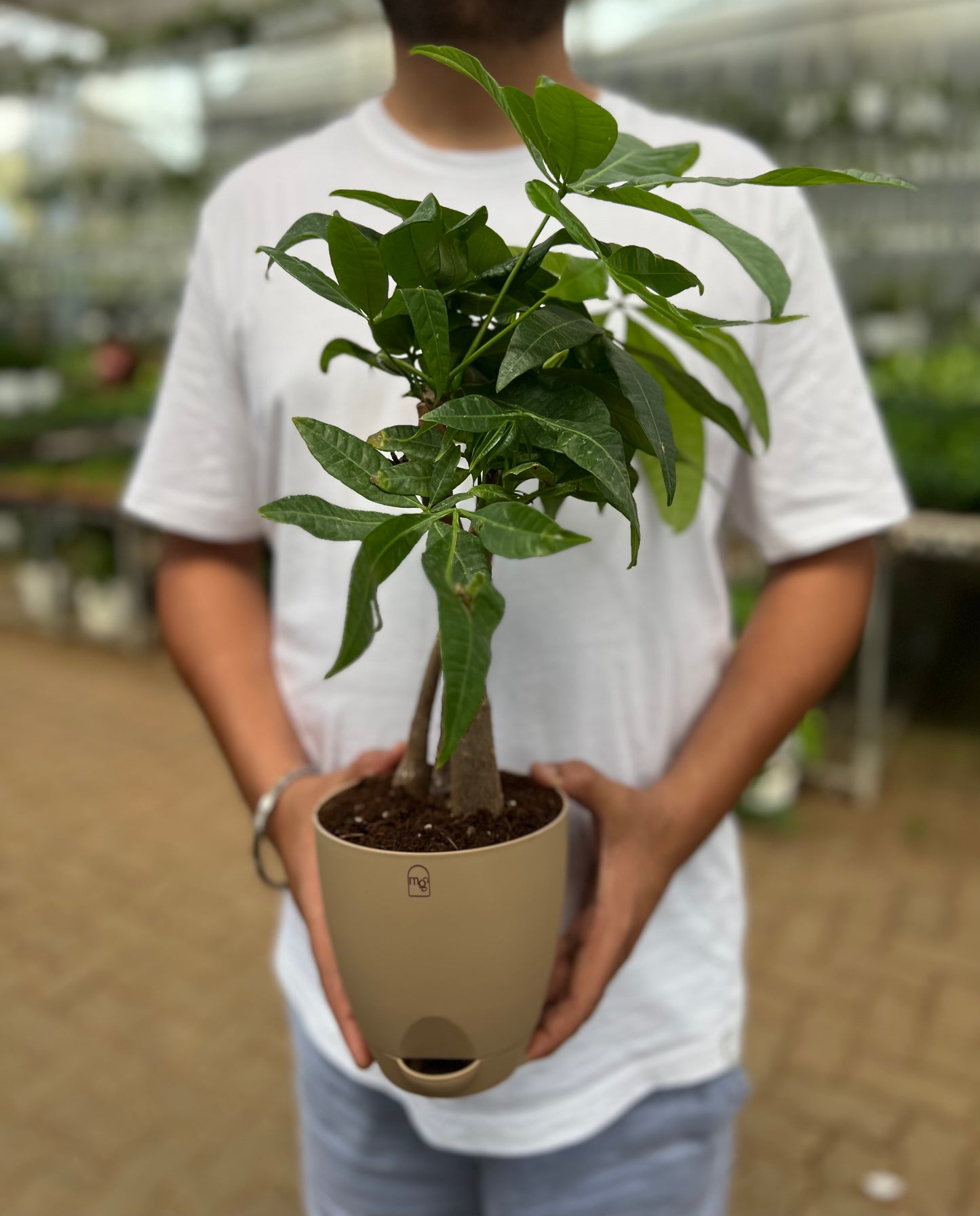 Money Tree