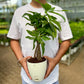Money Tree