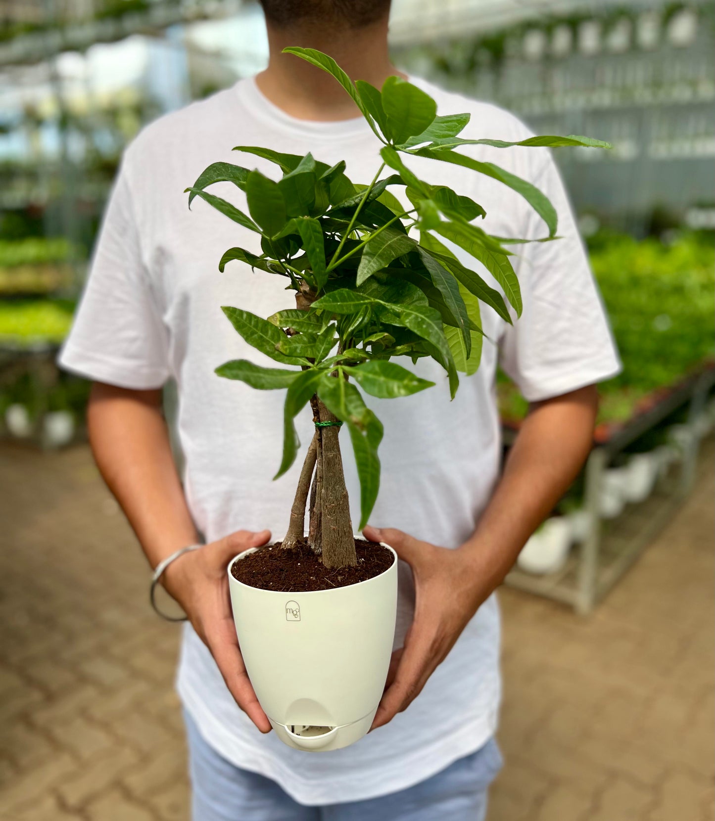 Money Tree