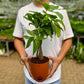 Money Tree