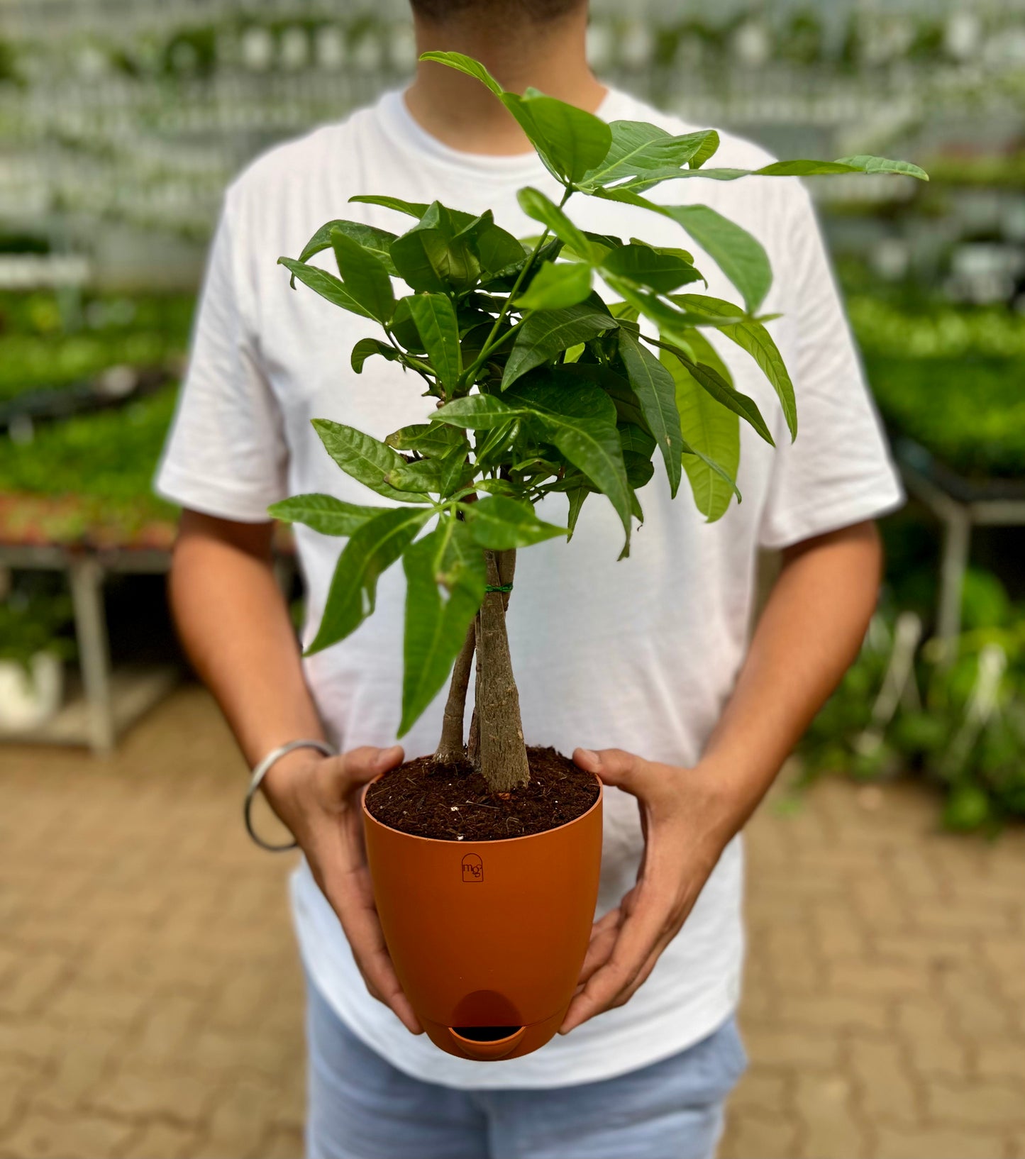 Money Tree
