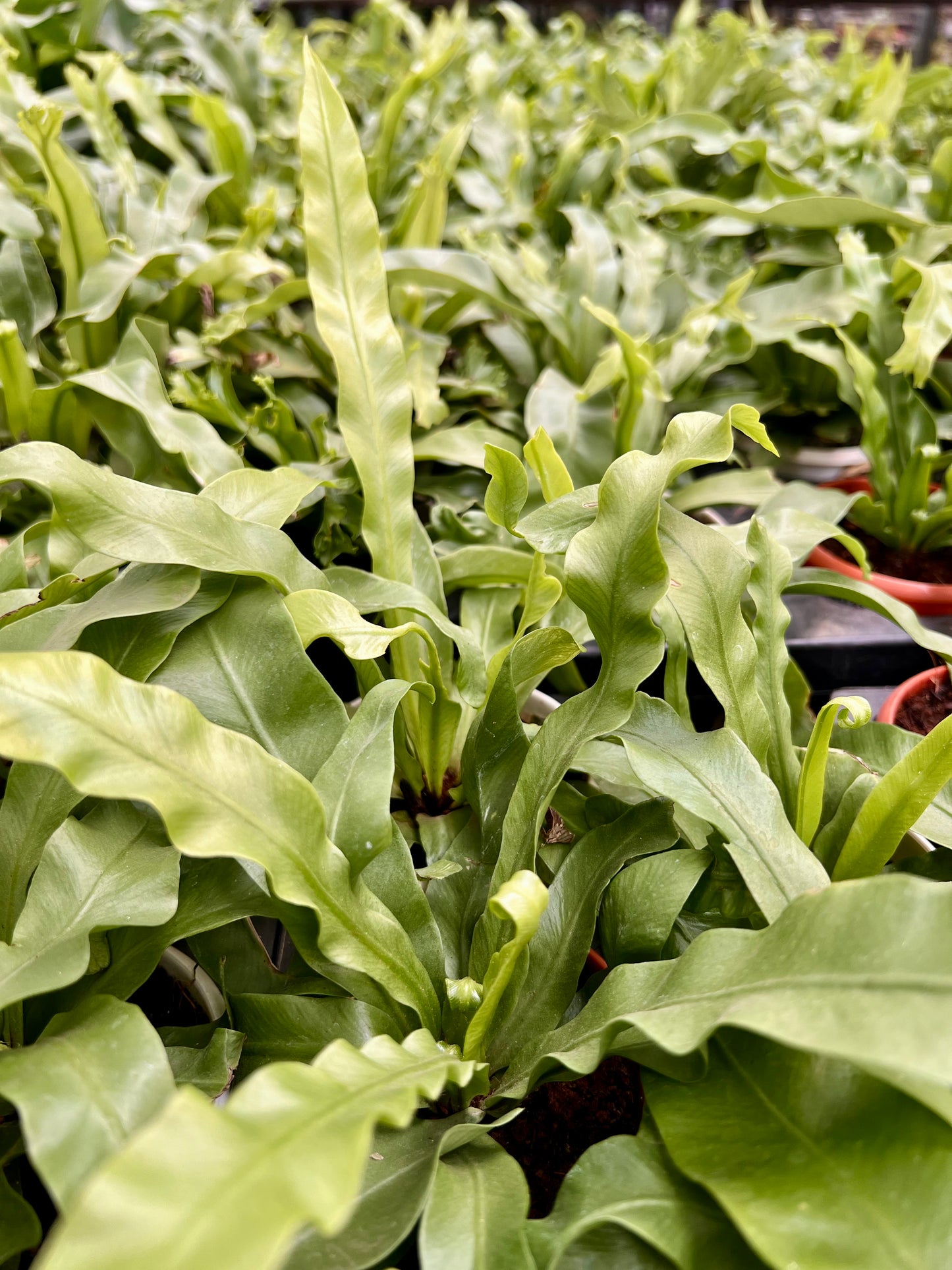 Birds nest fern (Crispy Wave)