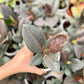 Rubber Tree