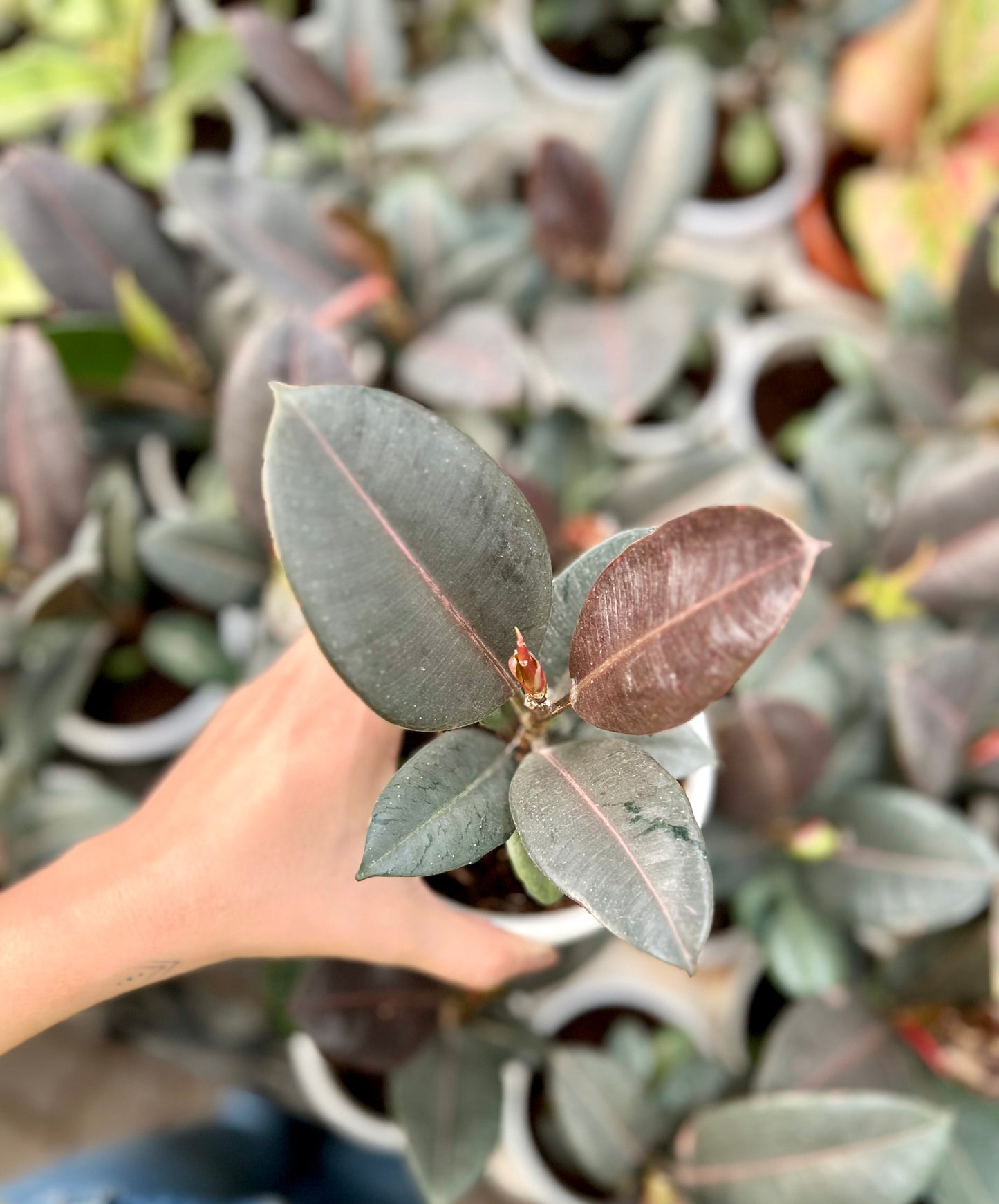 Rubber Tree