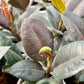 Rubber Tree