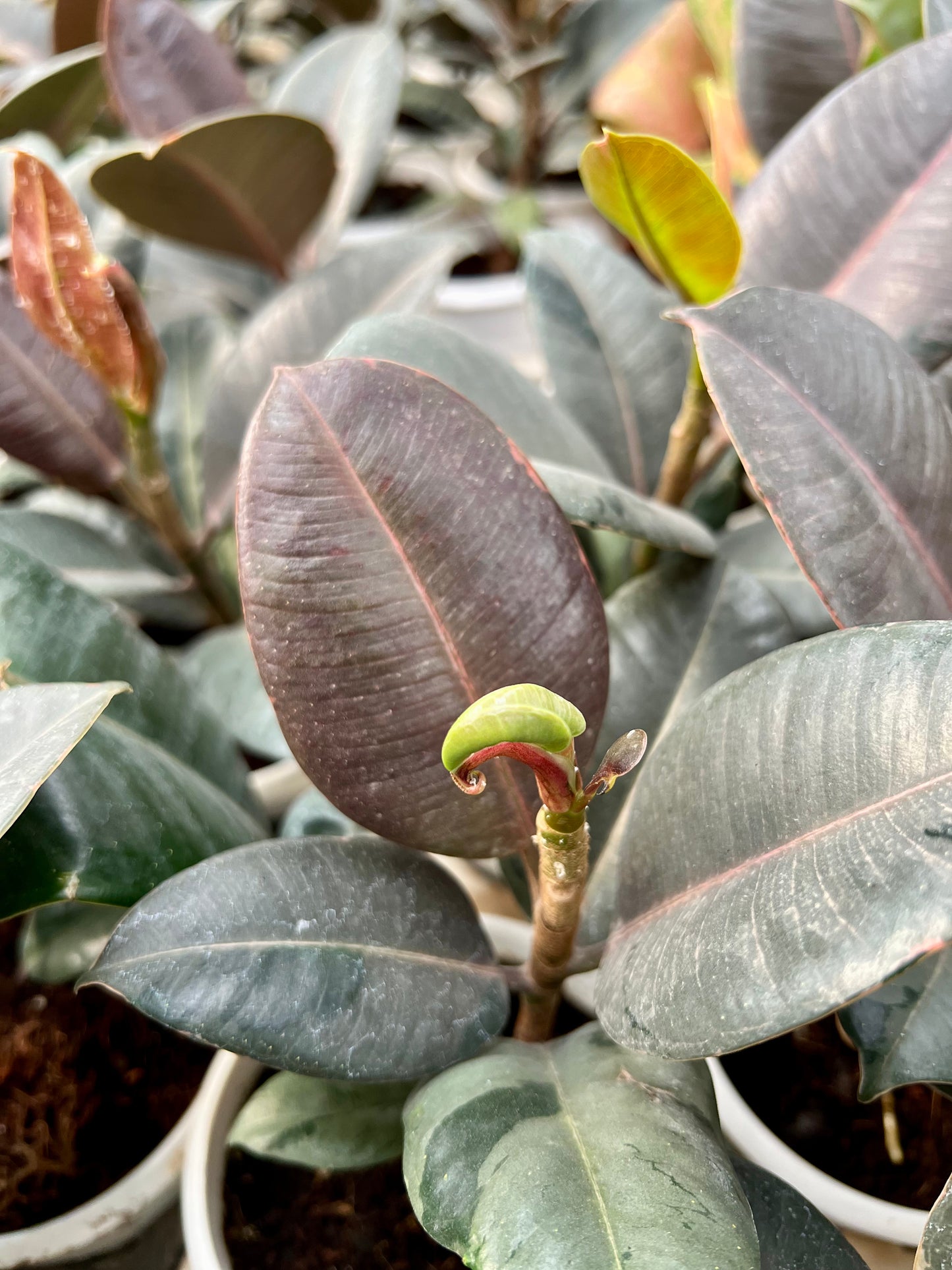 Rubber Tree