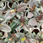 Rubber Tree