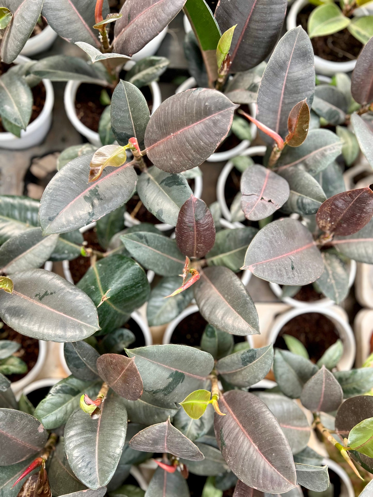 Rubber Tree